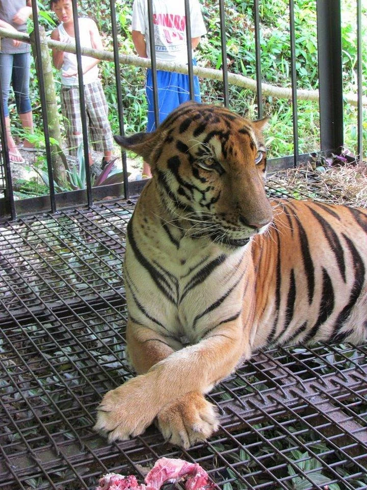 Cebu Zoo