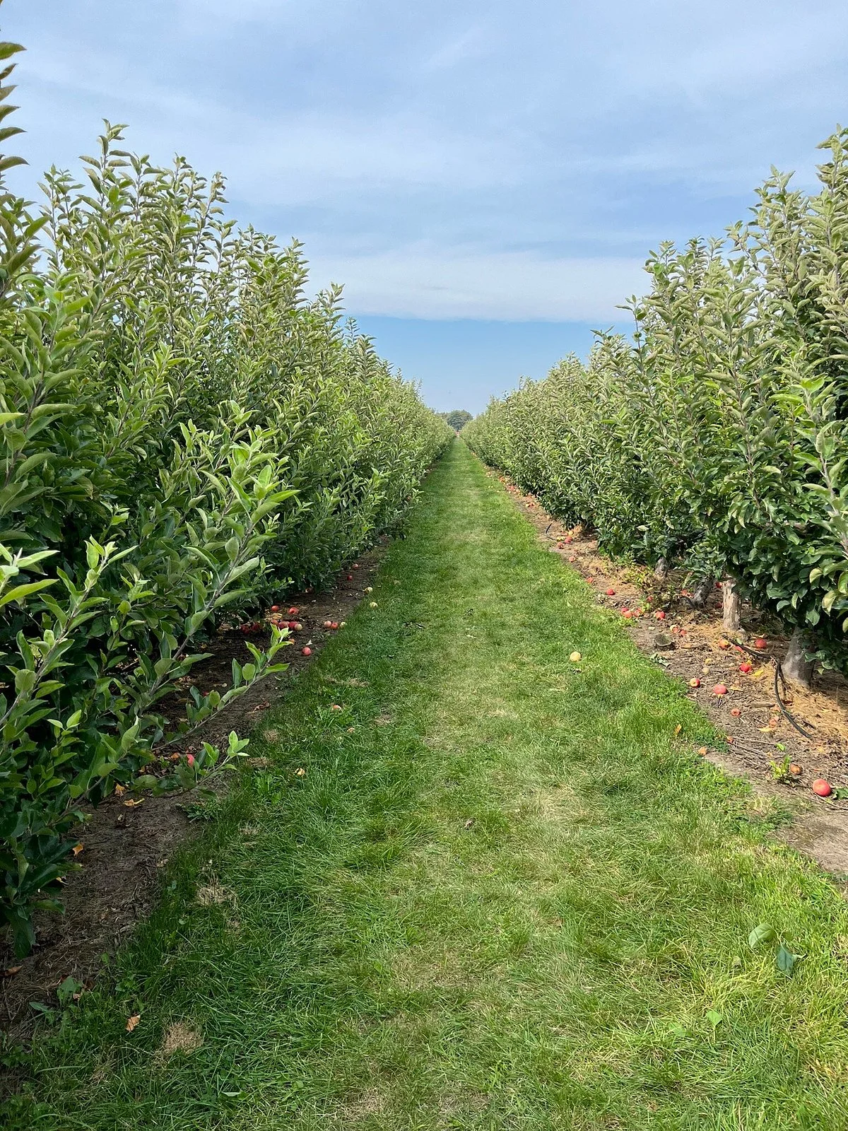 Thiessen Orchards