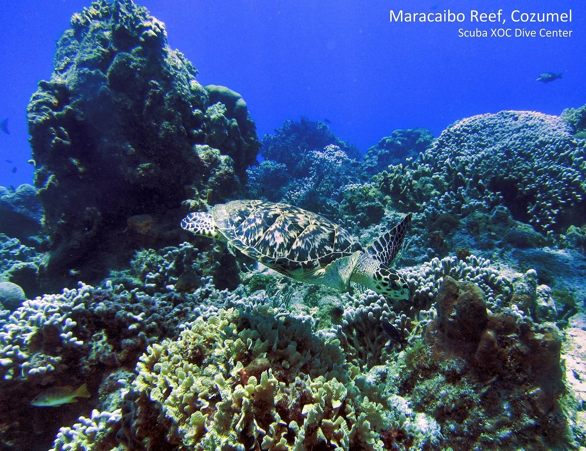 Maracaibo Reef