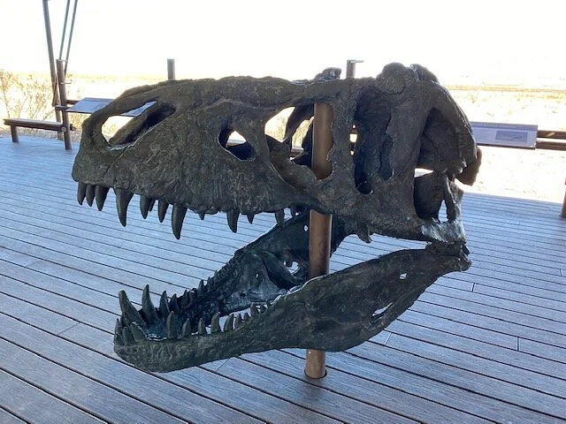 Big Bend National Park - Fossil Bone Exhibit