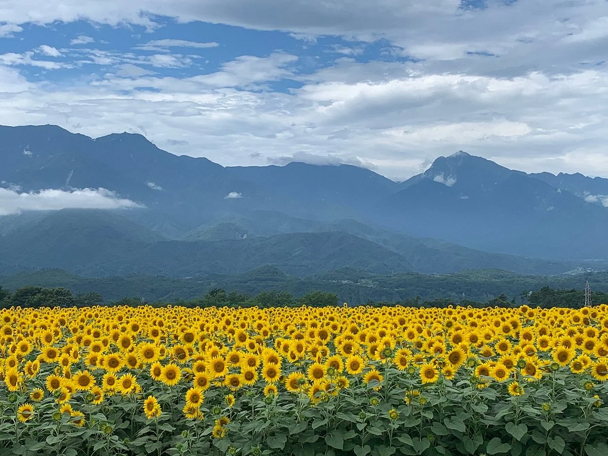 Sunflower field of Akeno