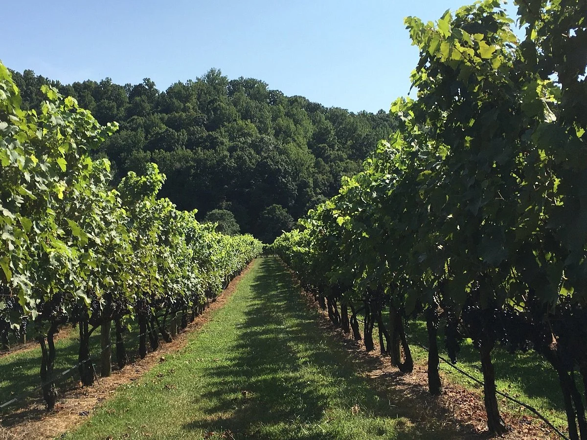 DuCard Vineyards
