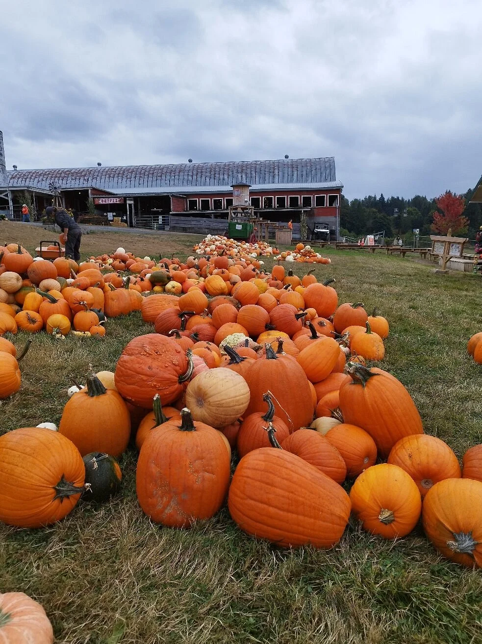 Bob's Corn and Pumpkin Farm