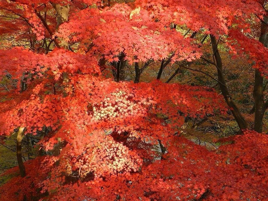 Mt. Ohirayama