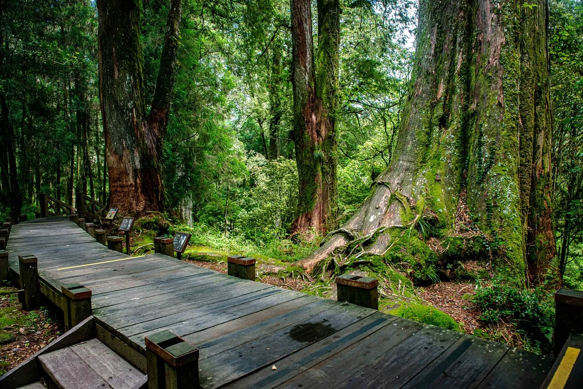 Alishan Shenmu Area