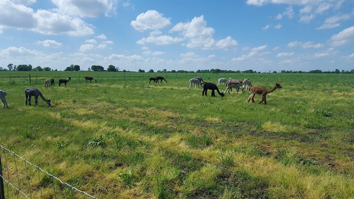 YaYa's Alpaca Farm