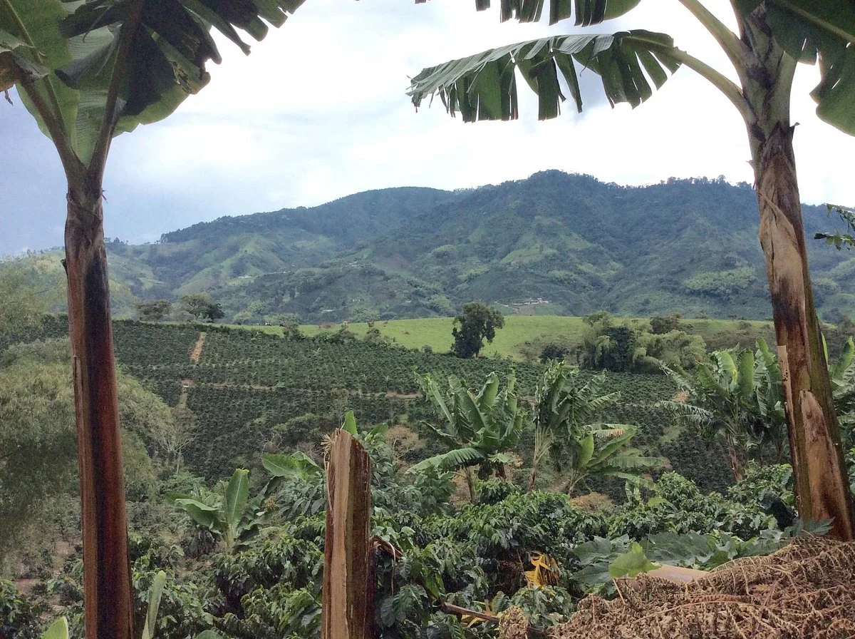 Finca Del Cafe