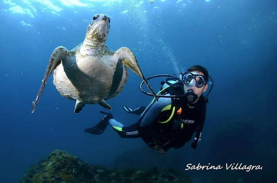 Dive Is Cool