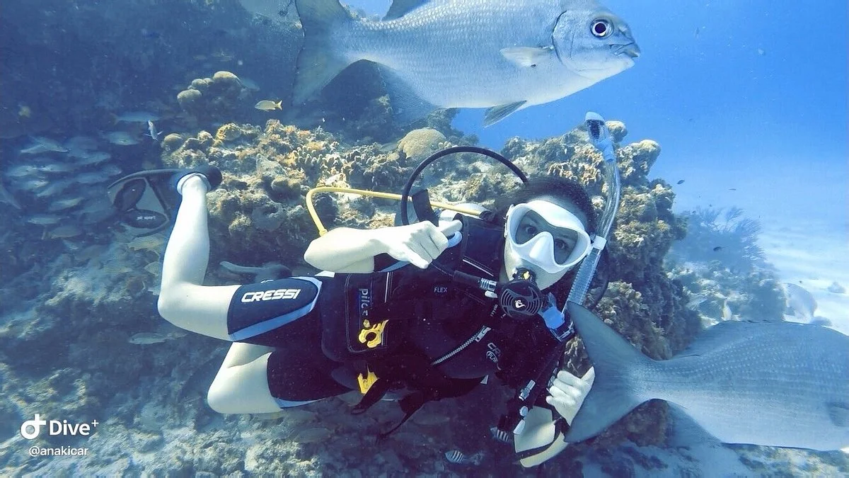 Felo Divers