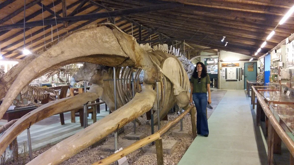 Museo Del Mar