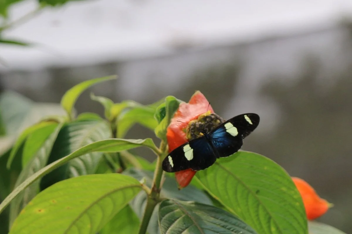 Mariposario Tambopata