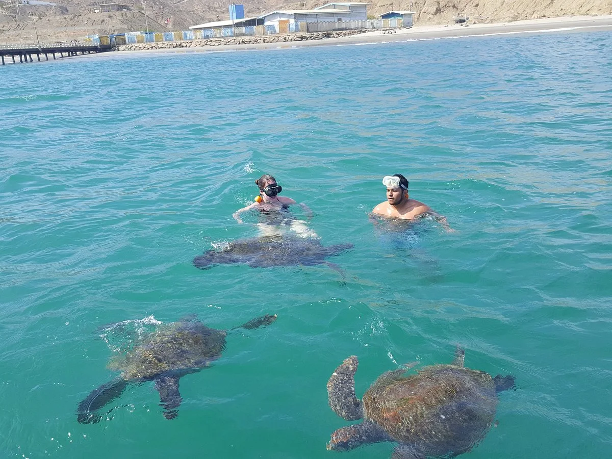 Nadando con Tortugas en El Nuro