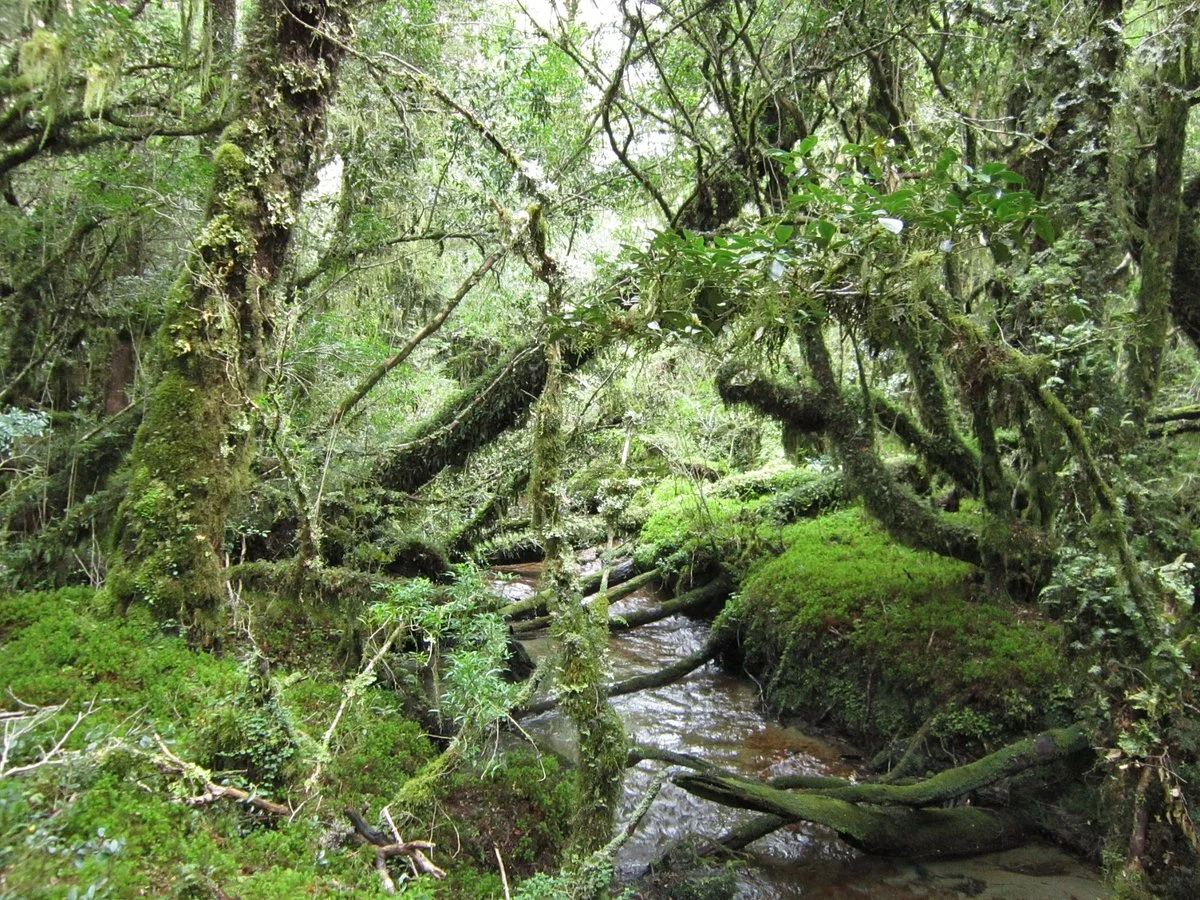 Bosque Encantado