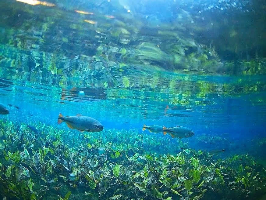 Aquario Natural