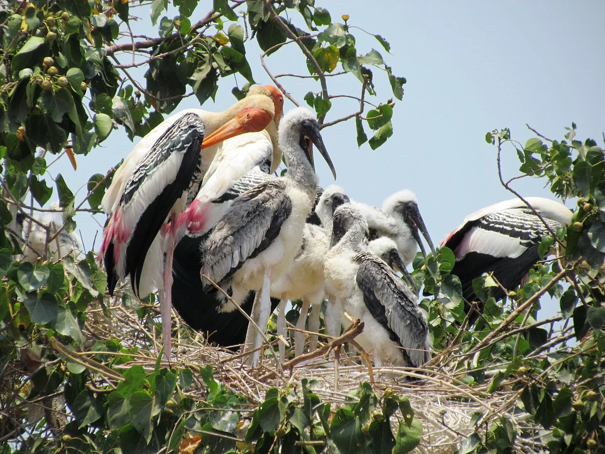 Kokrebellur Bird Sanctuary