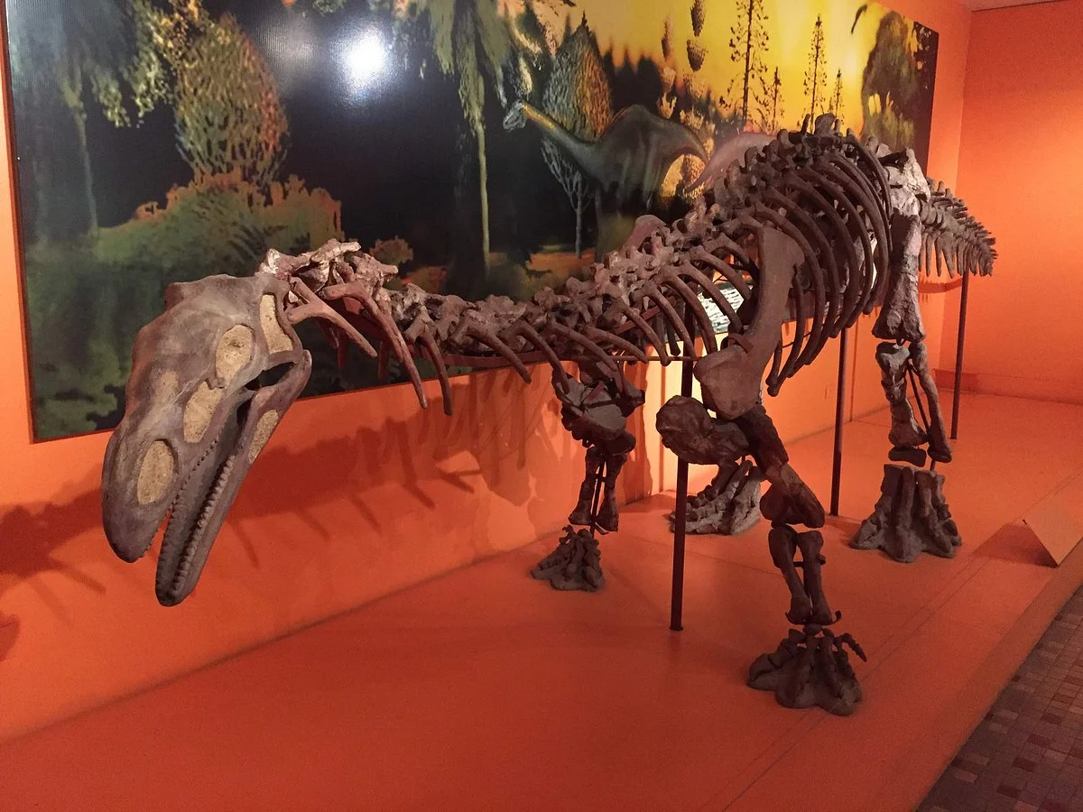Museo Miguel Lillo De Ciencias Naturales