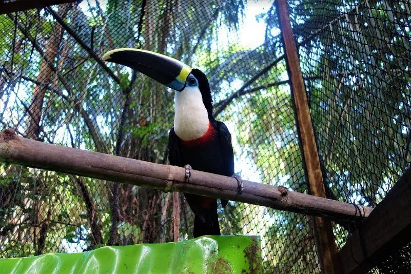 Amazon Shelter