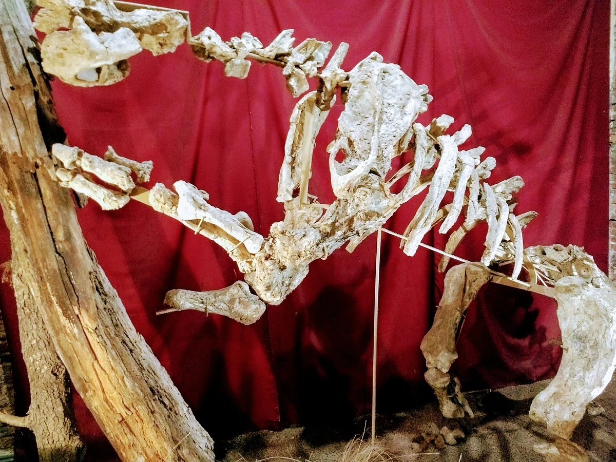 Museo Paleontologico