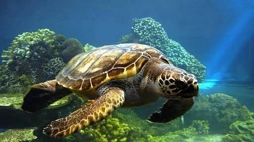Oceanário de Aracaju
