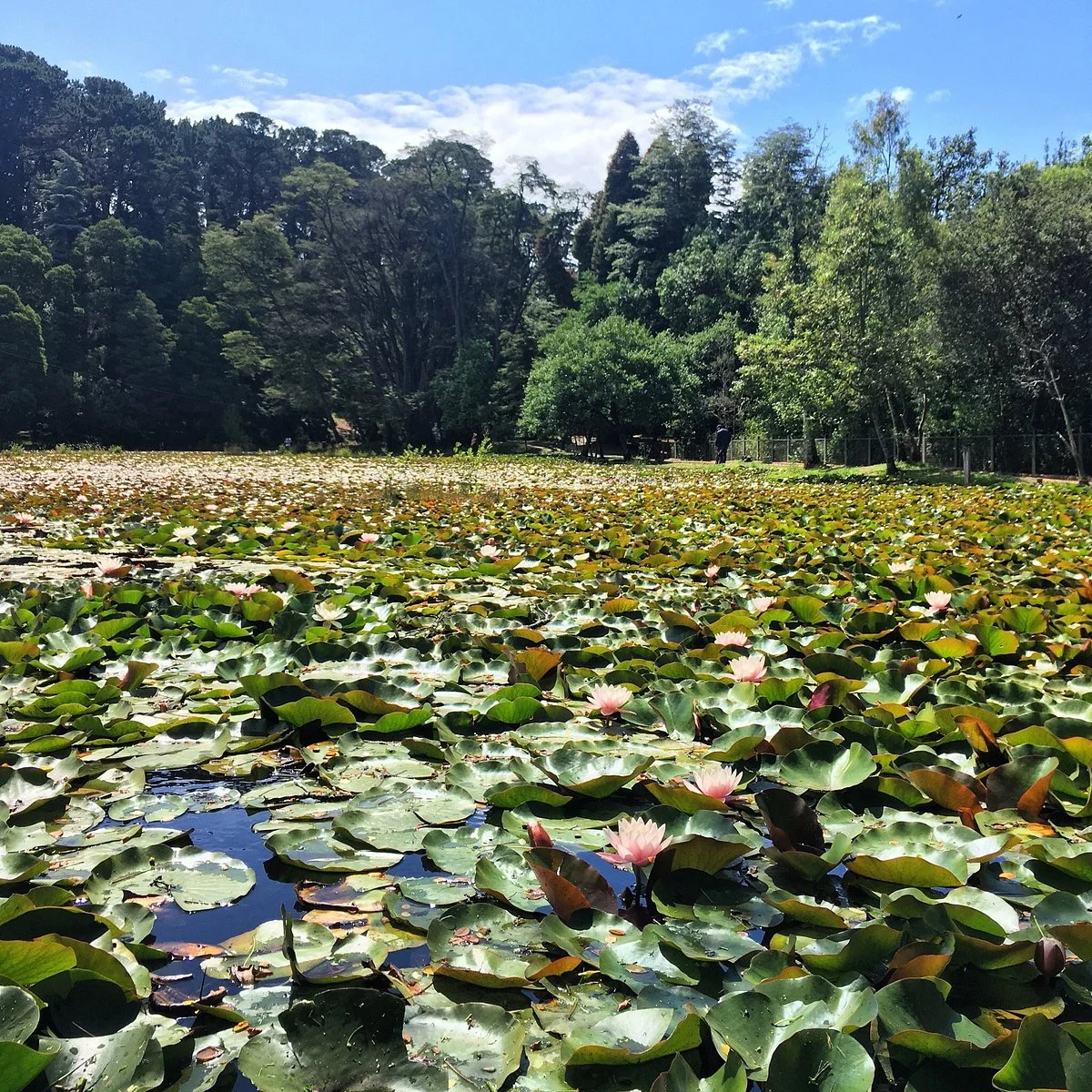 Laguna de los Lotos