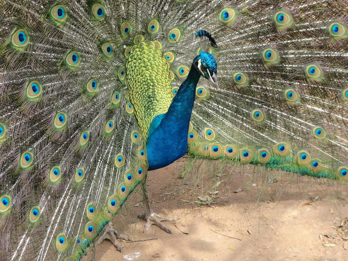Zoologico de Americana