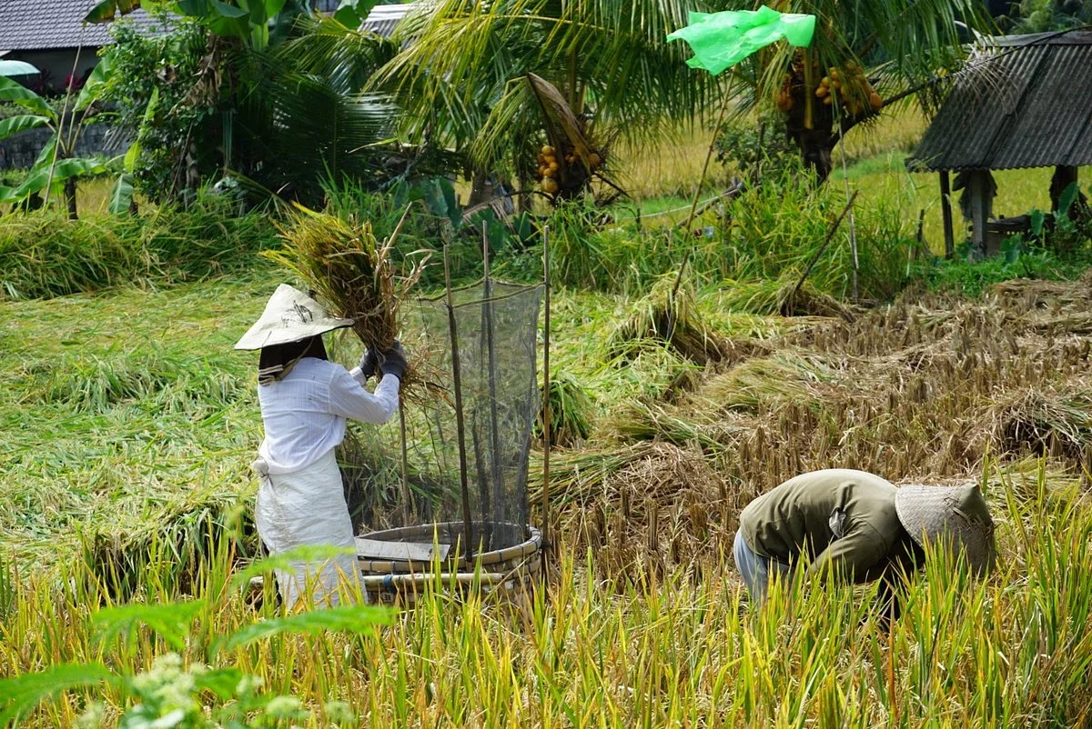 Ubud Kajeng Rice Fields Walk