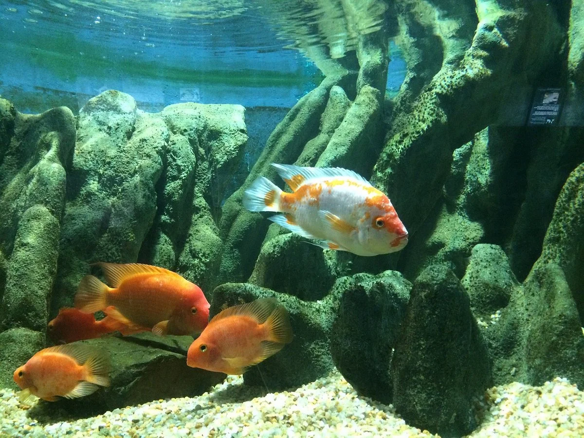 Municipal Aquarium of Santos