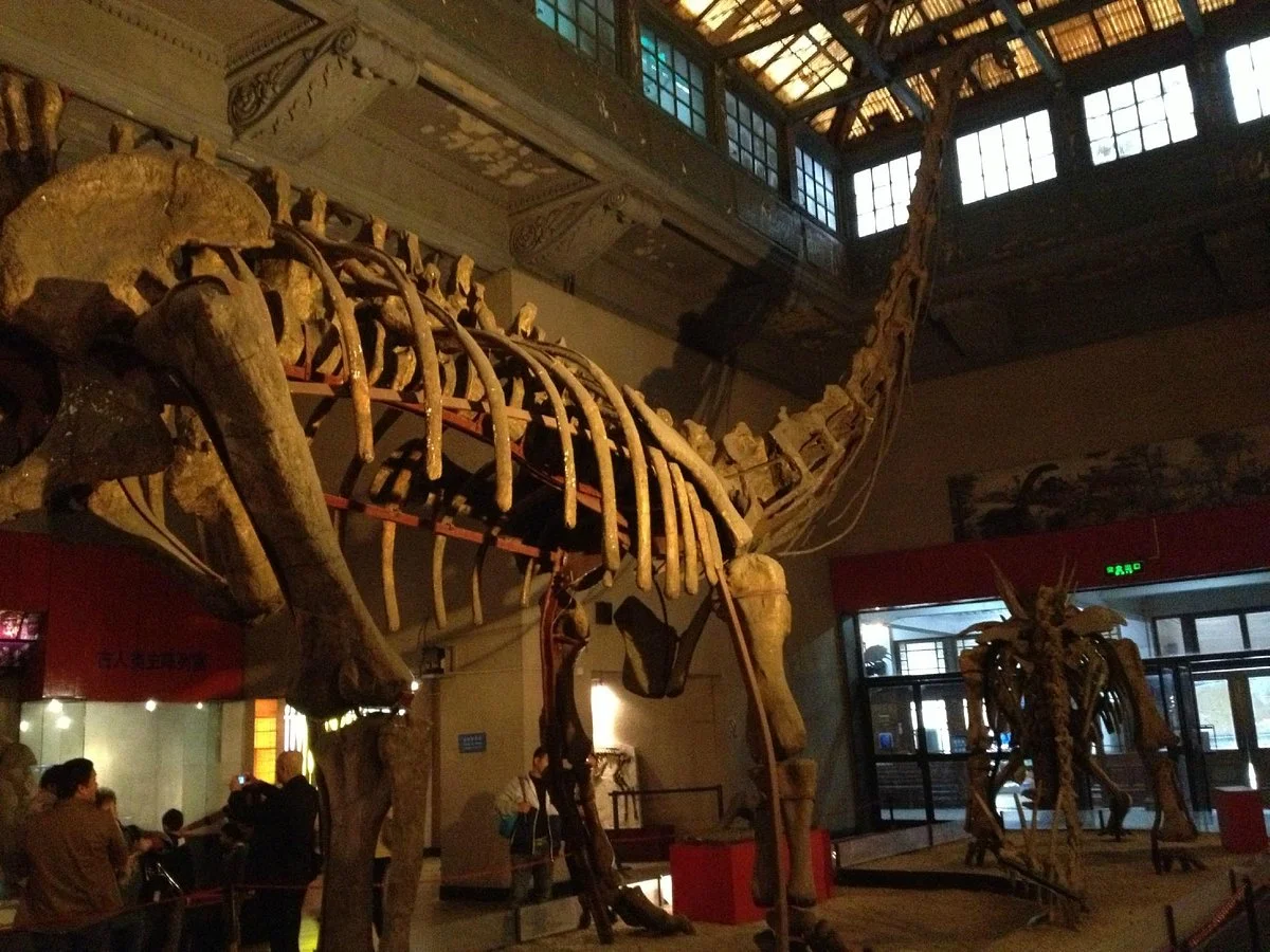 Shanghai Natural History Museum (Jing'an)