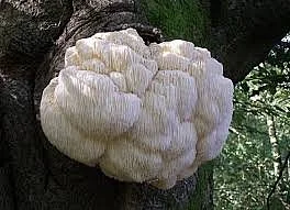 Mundhongo