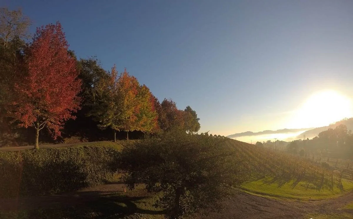 PIZZATO Vinhas e Vinhos