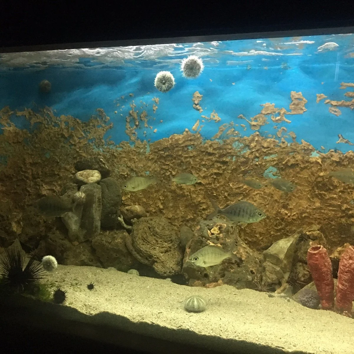 Acuario Mundo Marino