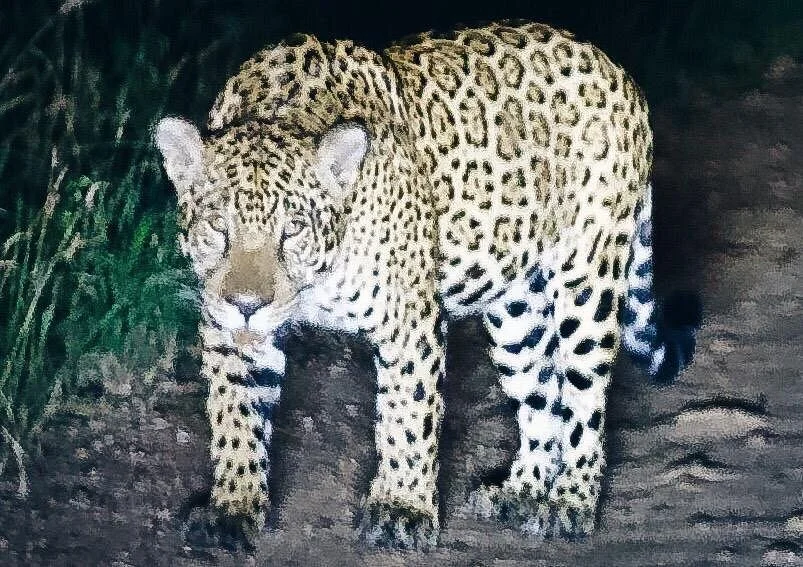 Kaa-Iya National Park