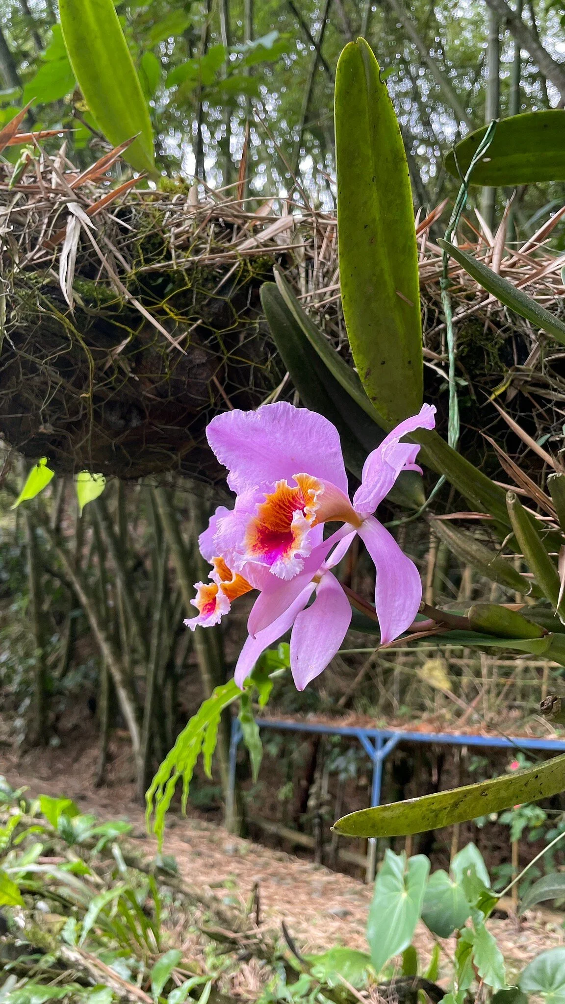 Reserva Natural Orquideas del Tolima
