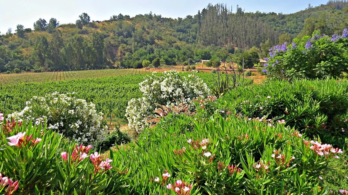 Vina los Perales