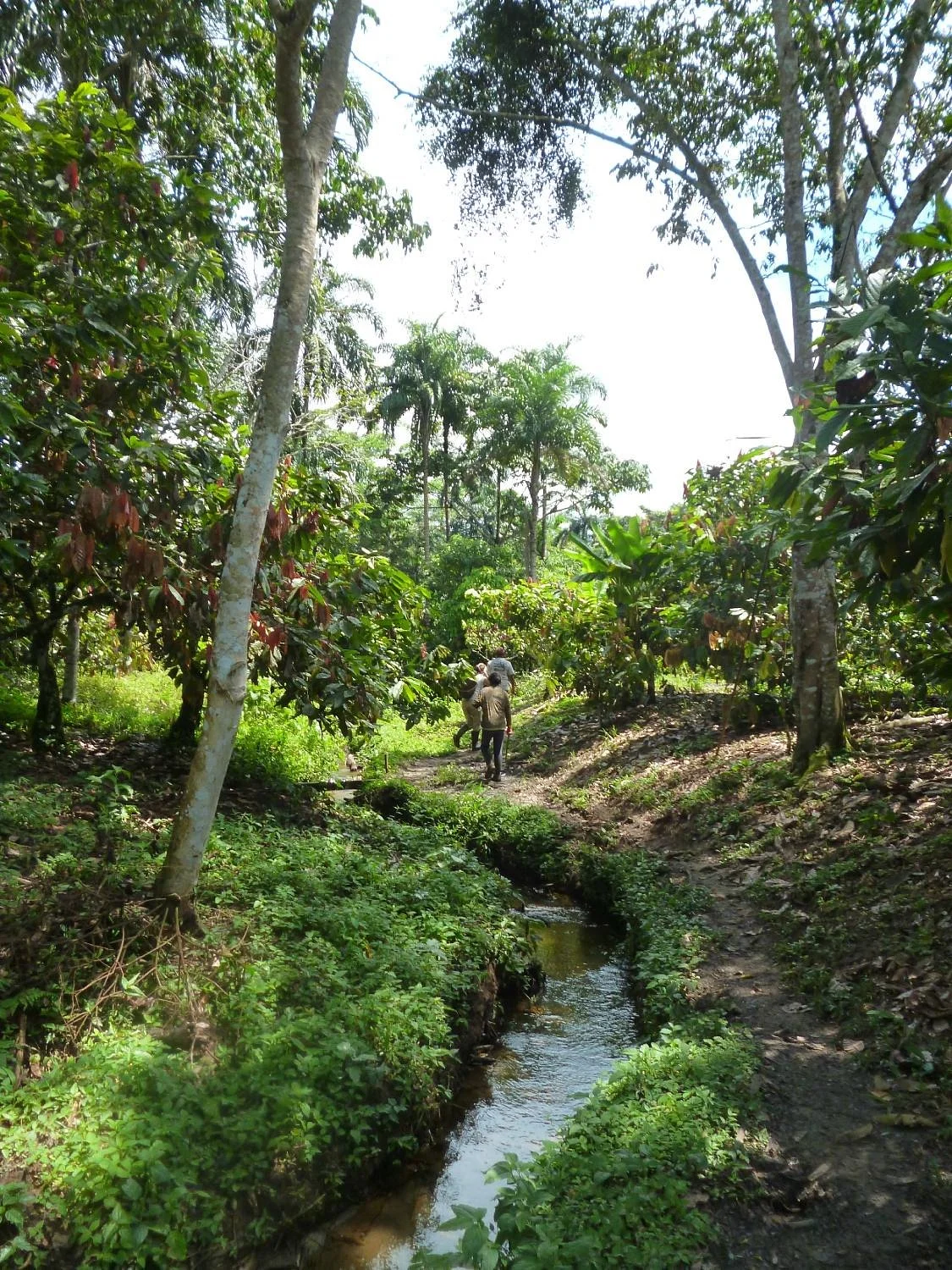 Kallari