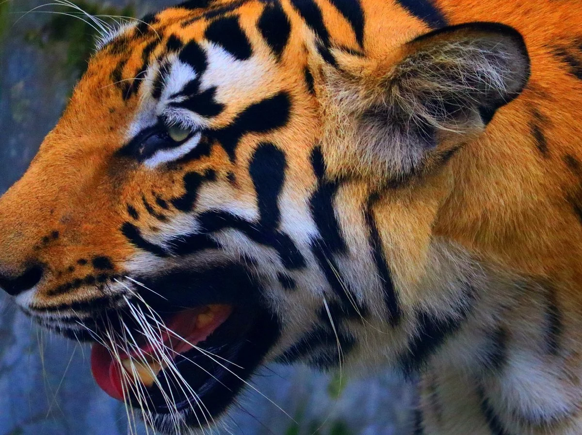 Bengal Safari