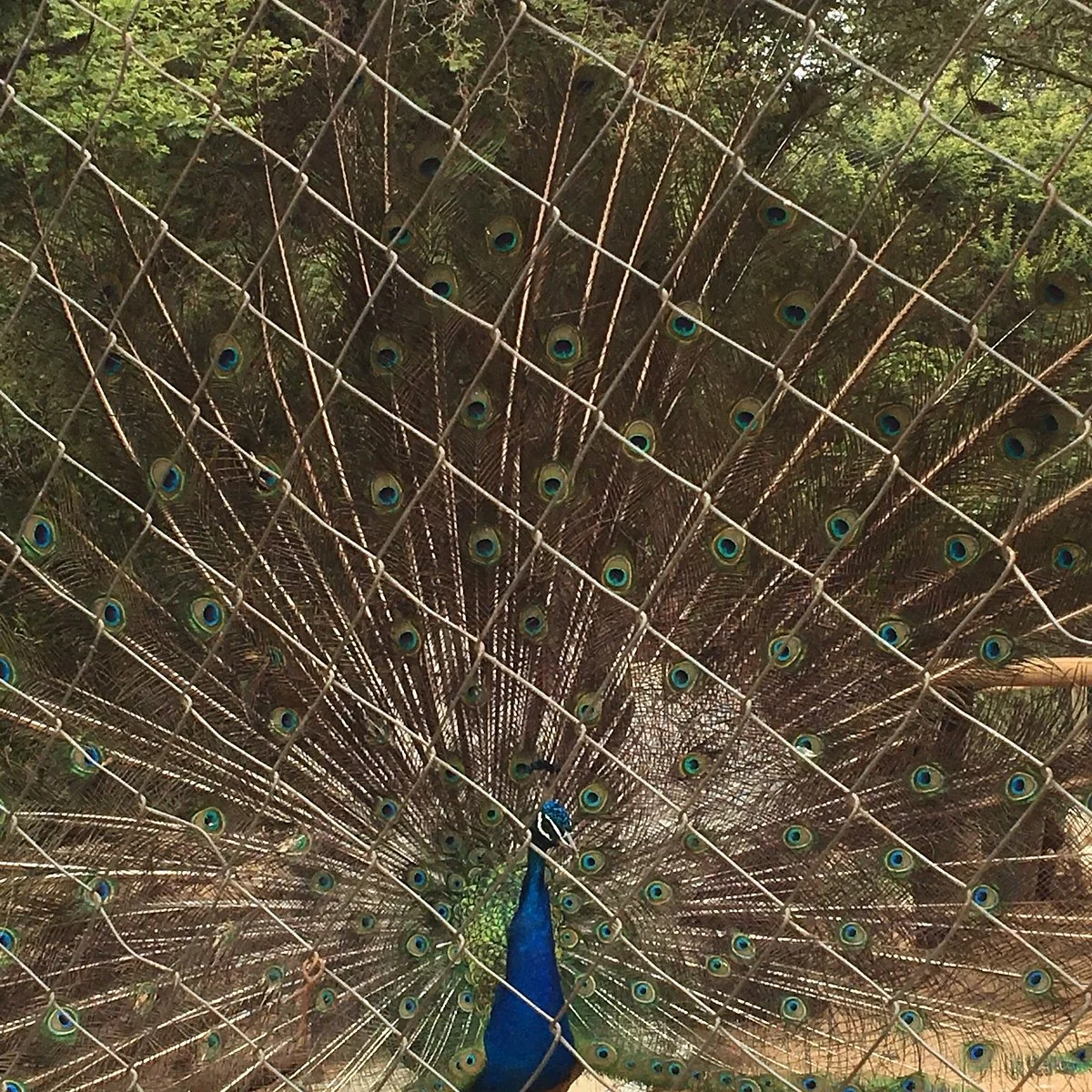 Zoologico de Quilpue