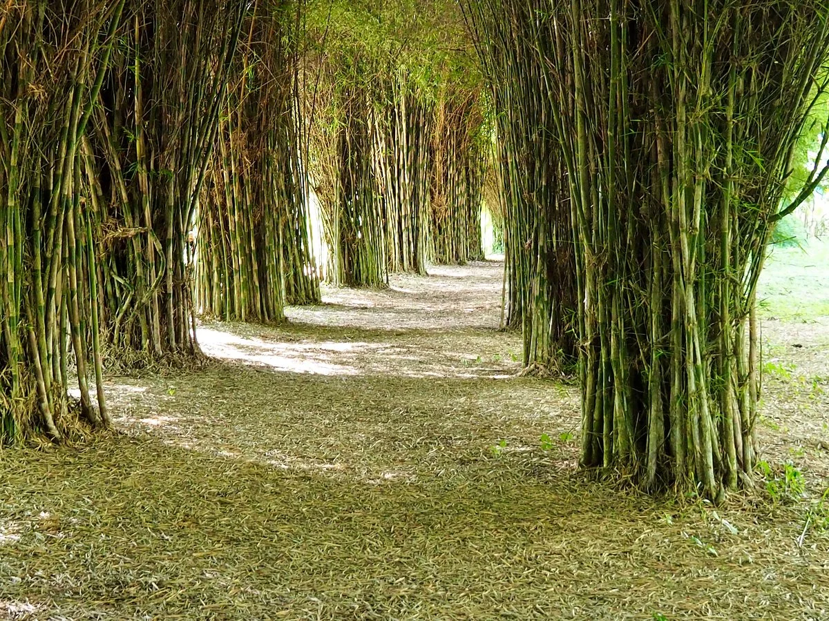 El Paraiso del Bambu y La Guadua