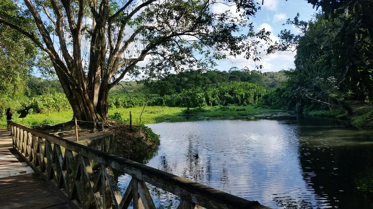 Jardim Botânico - Benjamin Maranhão