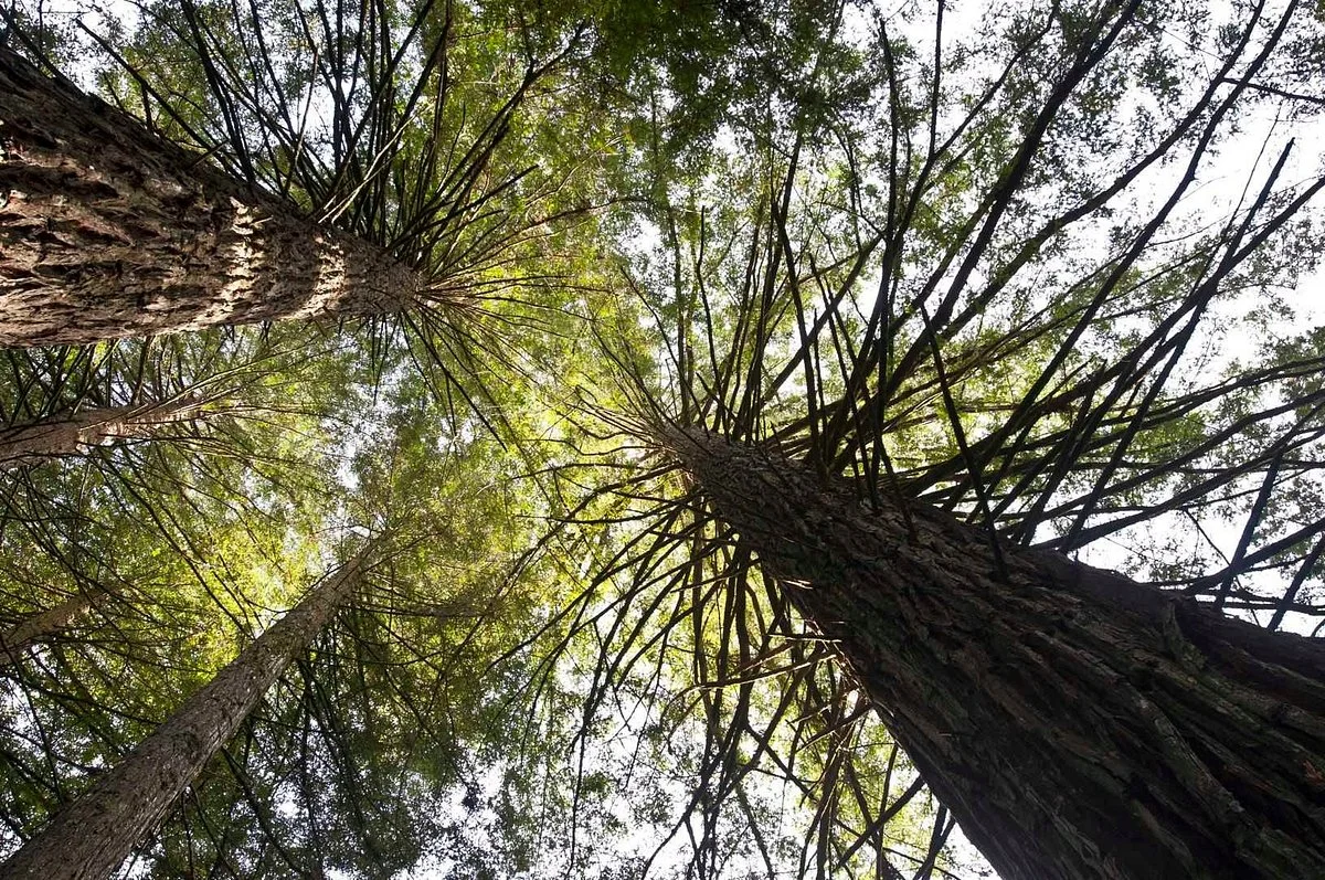 Parque das Sequoias
