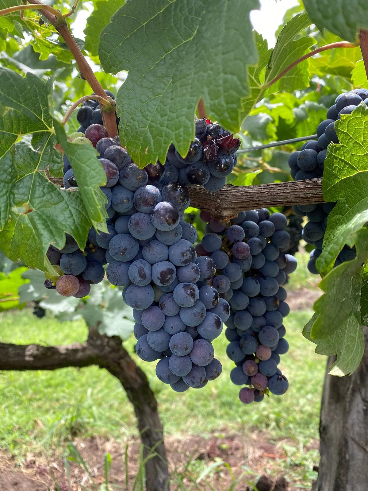 Bodega Vulliez Sermet