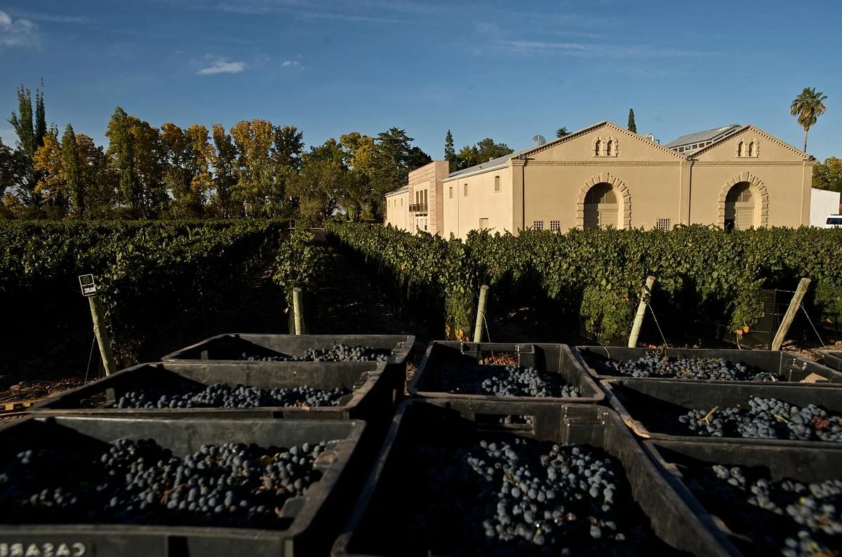 Casarena Bodega y Vinedos