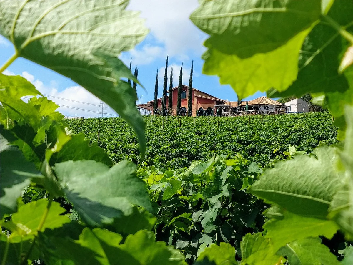 Vinhos Micheletto - Sítio Santa Rita