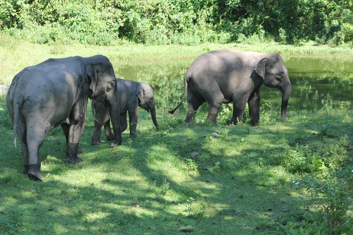 Jayanti Forest