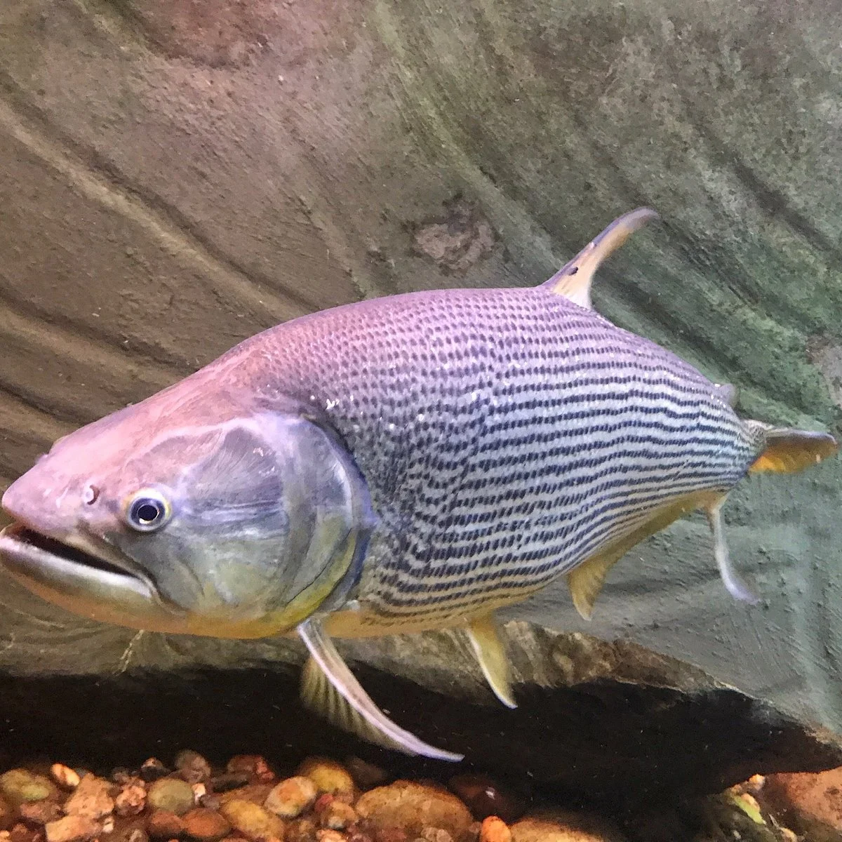 Aquário de Bonito