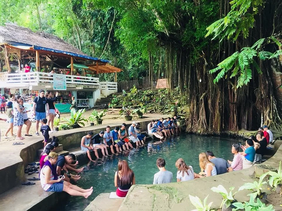 Old Enchanted Balete Tree