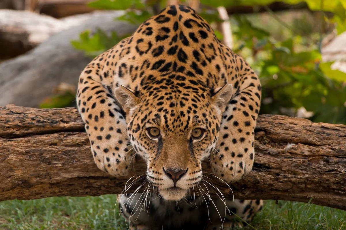 Zoologico de Quito