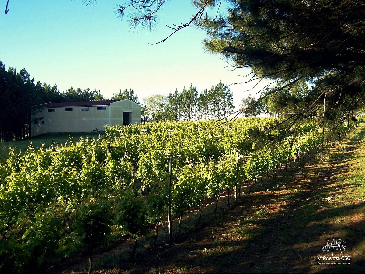 Bodega Vinas del 636