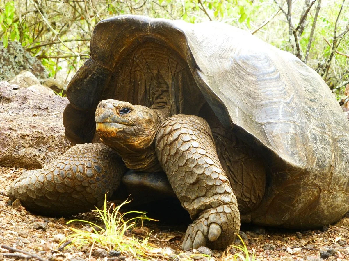 Galapaguera de Cerro Colorado