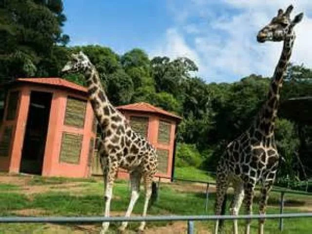 Zoologico Municipal de Curitiba